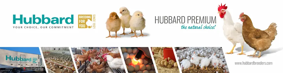 Hubbard Adv-BRAVO NL-Banner 970x250px LD